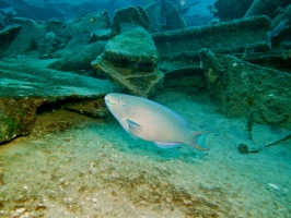 086 Queen Parrotfish IMG 5454